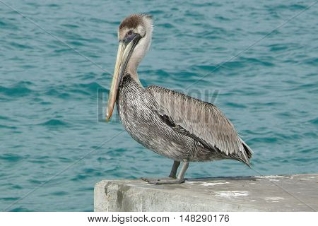 Grey Pelican near the sea waiting for fish