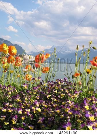 Floral Coast At Lake Geneva, Switzerland