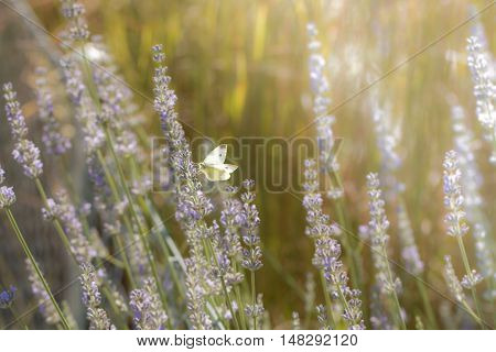 Pieris brassicae the large white also called cabbage butterfly