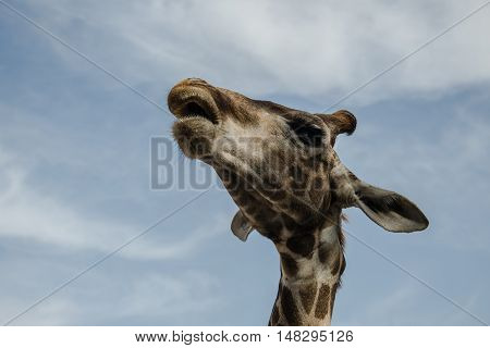 giraffe in the zoo on background sky