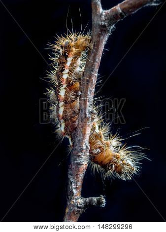 Yellow-tail moth (Euproctis similis) caterpillar crawling down the branch on black background