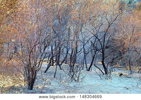 Charcoaled landscape with a layer of ash surrounding a burnt forest taken after a wildfire