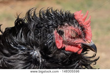 Portrait of black frizzle rooster sleeping in the warmth of sunlight