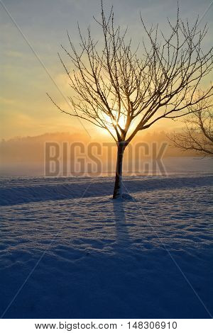 Sunrise in winter with tree, snow and fog