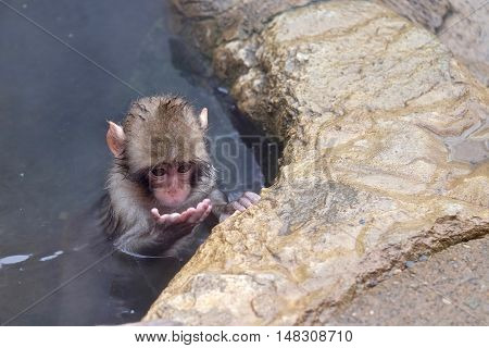 Baby monkey in hot springs. Jigokudani Monkey Park. Nagano. Japan.