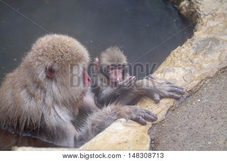 Mother and baby monkeys in hot springs. Jigokudani Monkey Park. Nagano. Japan.