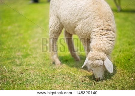 Sheep On The Meadow
