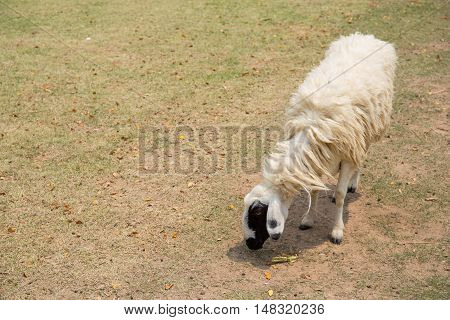 The sheep a animal on the meadow