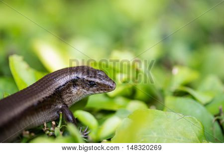 Monitor Lizard - Varanus On Tree