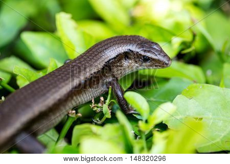 Monitor Lizard - Varanus On Tree