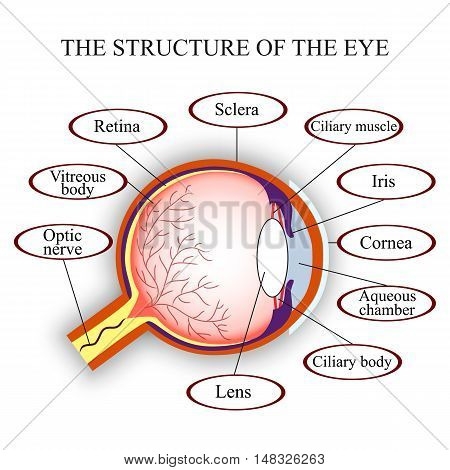Scheme the structure of the human eye vector illustration.
