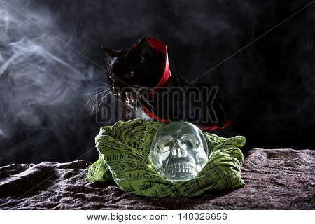 Black cat in a cape with a crystal skull on a black background