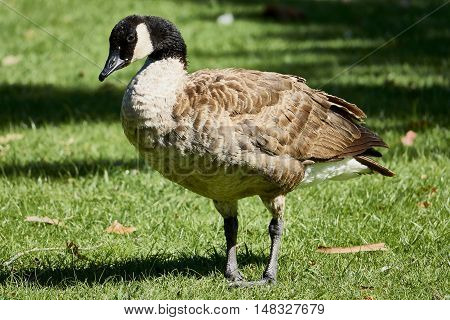 Canadian goose at Vasona Lake County Park.