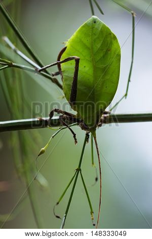 Green Leaf Bug - Katydid