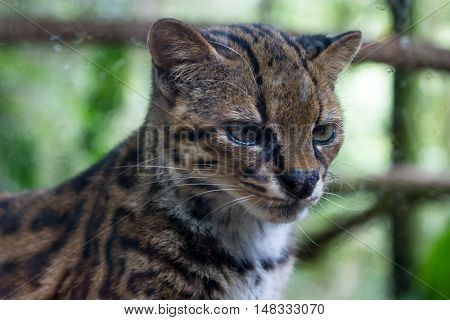 Ocelot Or Painted Leopard - Leopardus Pardalis