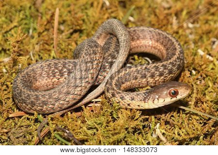 Baby Garter Snake (Thamnophis sirtalis) on moss in spring