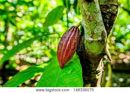 Cocoa fruit on tree in the organic farm