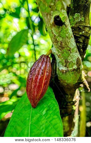 Cocoa fruit on tree in the organic farm