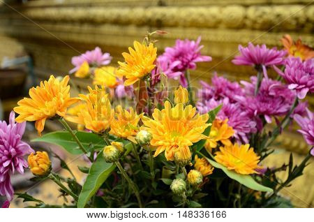 Spray Type of Chrysanthemum (Dendranthemum grandifflora) in closed-up.