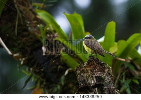 Great Kiskadee In Costa Rica