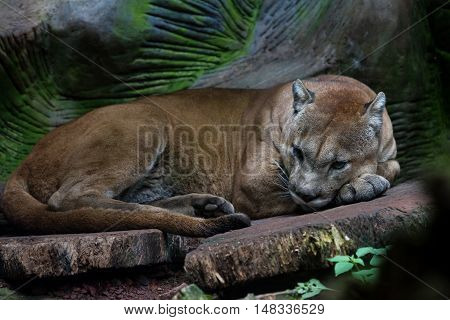 Cougar Or Mountain Lion - Puma Concolor