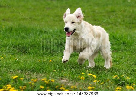 Small funny puppy dogs Golden Retriever runs in the summer on a green meadow. Fun ride up ears funny pet