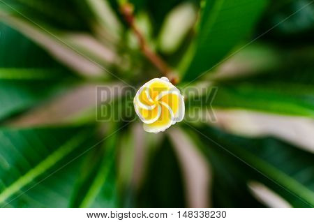 Plumeria flower spinnig in the mornig .