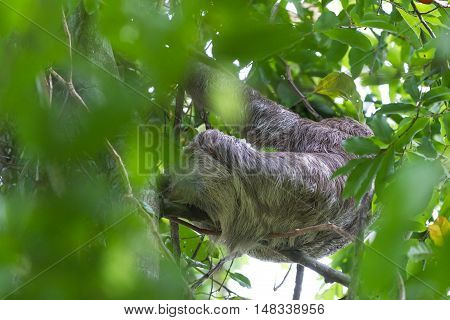 Three Toed Sloth In Costa Rica