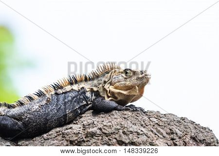 Large Lizard In Costa Rica