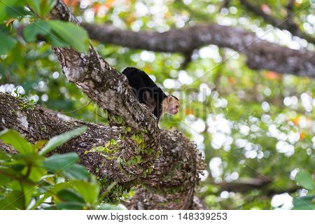 White Faced Or Capuchin Monkey
