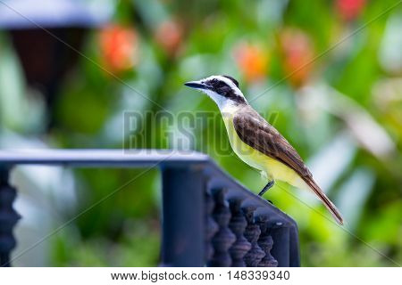 Great Kiskadee In Costa Rica