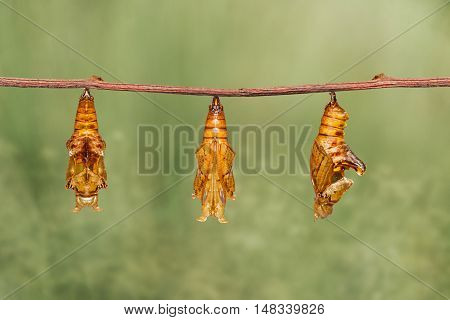 Chrysalis Of Colour Segeant Butterfly Hanging On Twig