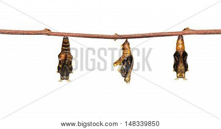 Isolated Mature Chrysalis Of Colour Segeant Butterfly With Skin