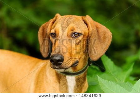 Dog face is a beutiful hound dog looling very serene as he is outdoors being in nature.