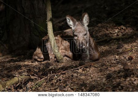 Siberian musk deer (Moschus moschiferus). Wildlife animal. 