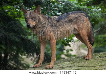Iberian wolf (Canis lupus signatus). Wildlife animal. 