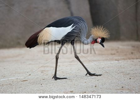 Black crowned crane (Balearica pavonina). Wildlife animal. 