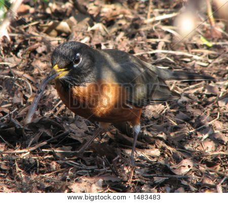 Robin