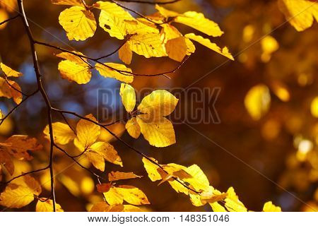 Branch of bright autumn leaves foliage with sunlight