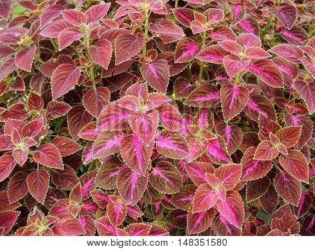 Coleus leaves also called Painted nettle Flame nettle. Leaves background.