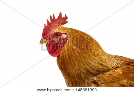 Rooster bird  farming isolated on white background