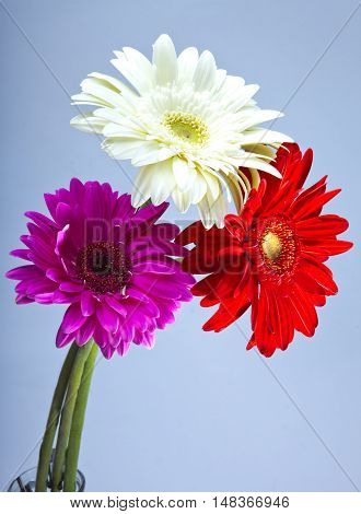 Three bright flowers. Gerbera in a sunny day
