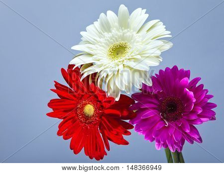 Three bright flowers. Gerbera in a sunny day