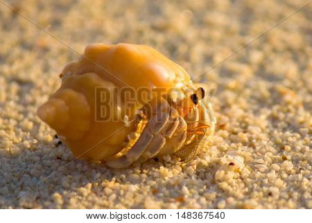 Funny Crab Alive Shell 