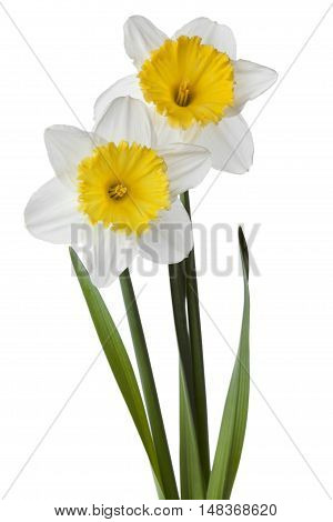 Narcissus daffodil jonquil isolated on white background.