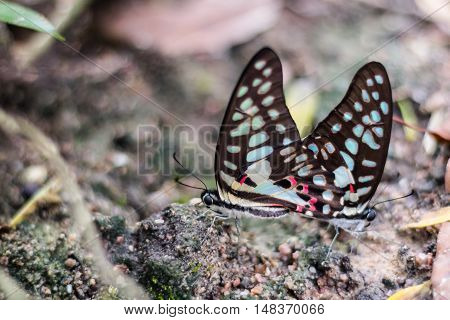 Reproduction of butterflies in nature coupling and mating of butterflies .