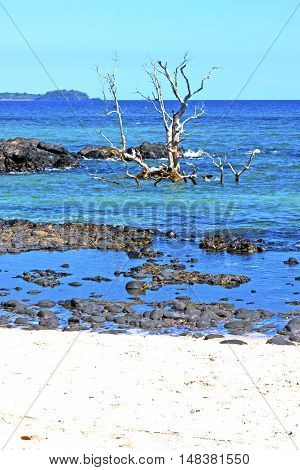 Beautiful Andilana Beach Seaweed   Indian Dead Tree
