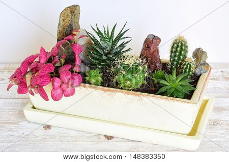 Potted plants close-up. room flowers in pot