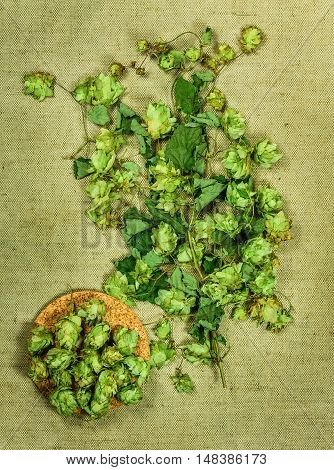 Wild hop. Dried herbs for use in alternative medicine spa herbal cosmetics herbal medicine preparing infusions decoctions tinctures powders ointments butter tea bath.
