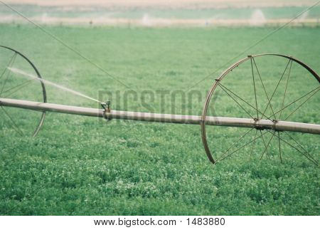 Alfalfa veld irrigatie